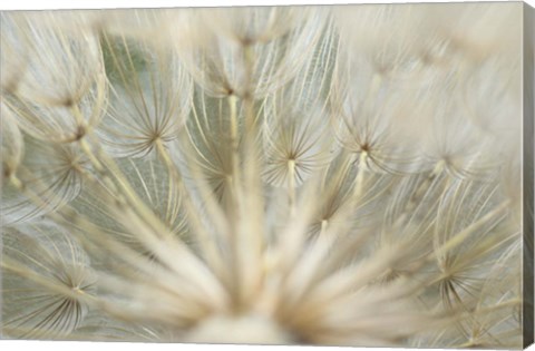 Framed Macro Dandilion IV Print