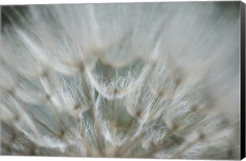 Framed Macro Dandilion V Print