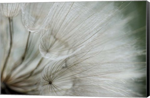 Framed Macro Dandilion VI Print