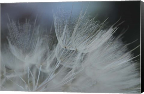 Framed Macro Dandilion VII Print