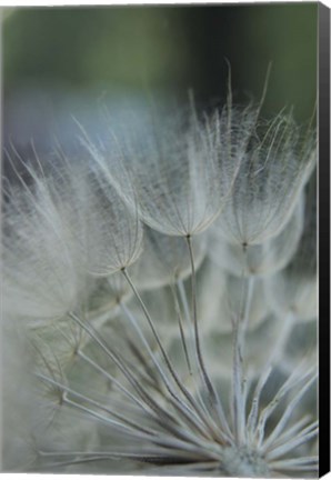 Framed Macro Dandilion VIII Print