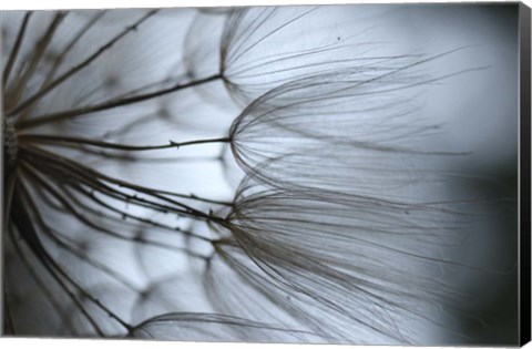 Framed Macro Dandilion X Print