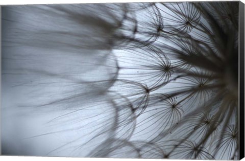 Framed Macro Dandilion XII Print