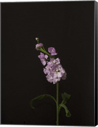 Framed Dark &amp; Dreamy III Print