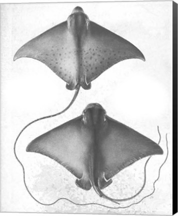 Framed Grey-Scale Stingrays I Print