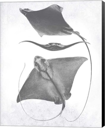 Framed Grey-Scale Stingrays III Print