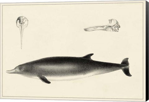 Framed Antique Dolphin Study I Print