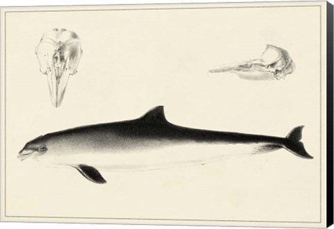 Framed Antique Dolphin Study II Print