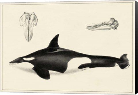 Framed Antique Whale Study I Print