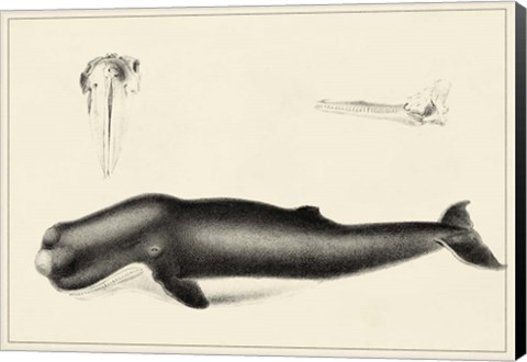Framed Antique Whale Study II Print