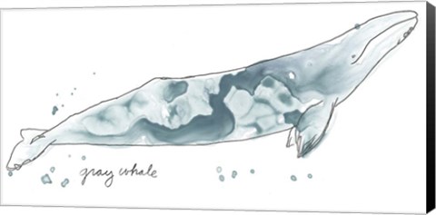 Framed Cetacea Gray Whale Print