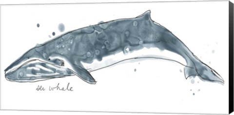 Framed Cetacea Sei Whale Print