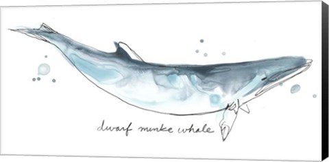 Framed Cetacea Dwarf Minke Whale Print