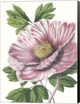 Framed Floral Beauty VI Print