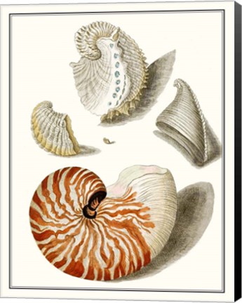 Framed Collected Shells I Print