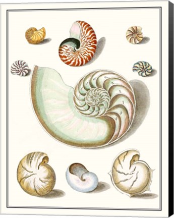 Framed Collected Shells II Print