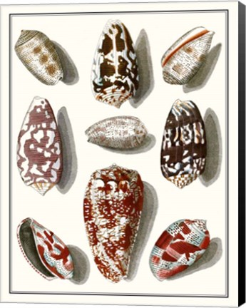 Framed Collected Shells VI Print