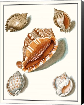 Framed Collected Shells VII Print