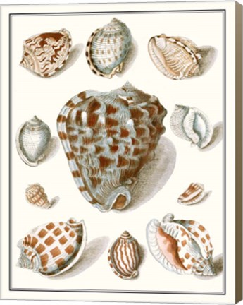 Framed Collected Shells VIII Print