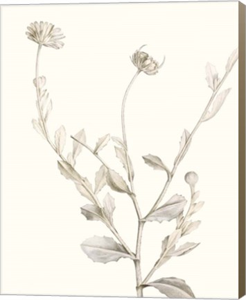 Framed Neutral Botanical Study IV Print