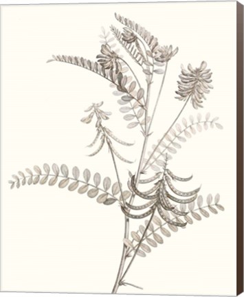 Framed Neutral Botanical Study VII Print