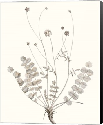 Framed Neutral Botanical Study IX Print