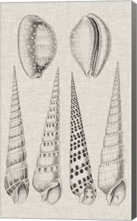 Framed Charcoal &amp; Linen Shells VI Print
