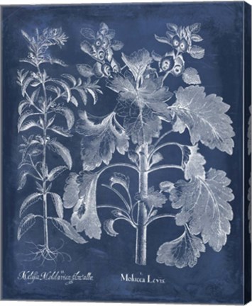 Framed Besler Leaves in Indigo I Print