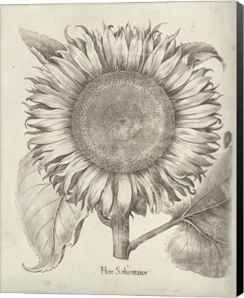 Framed Fresco Sunflower I Print