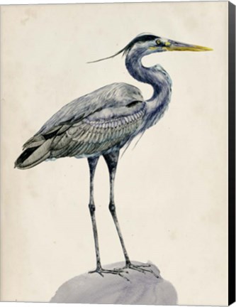 Framed Blue Heron Rendering I Print