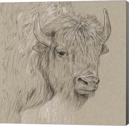 Framed Bison Sketch I Print