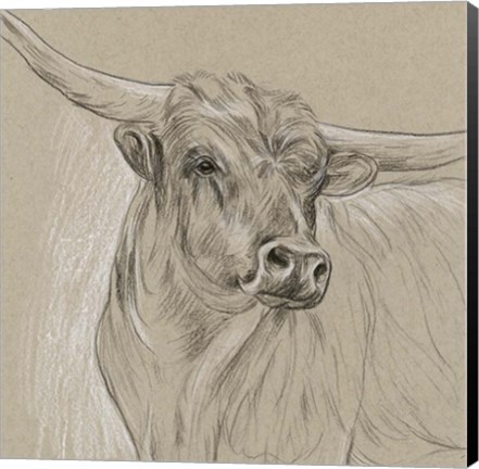 Framed Longhorn Sketch I Print