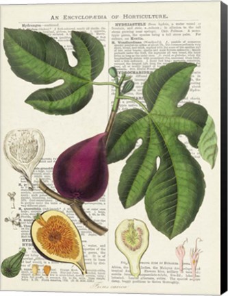 Framed Fruits de Saison, Figues Print