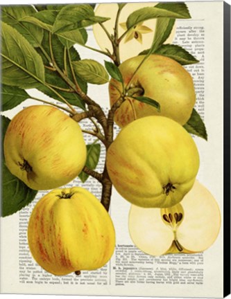 Framed Fruits de Saison, Pommes Print