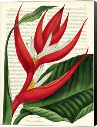 Framed Vintage Botany I Print