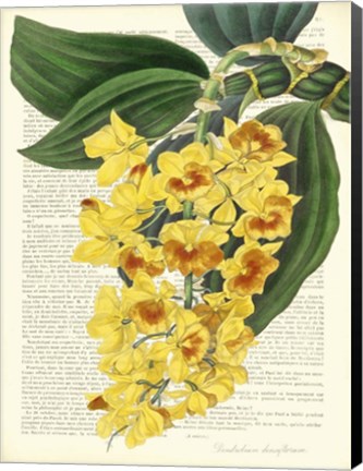 Framed Vintage Botany III Print