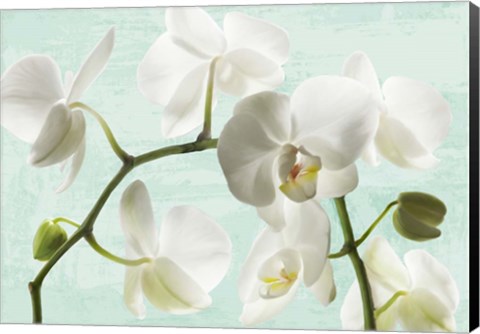 Framed Celadon Orchids Print