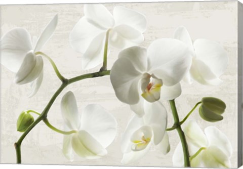 Framed Ivory Orchids Print