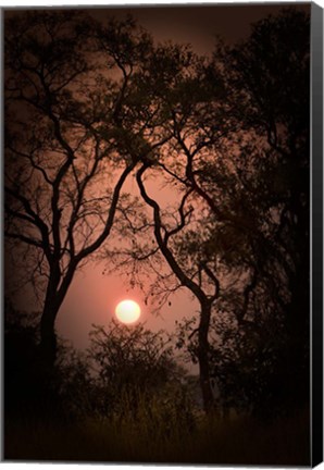 Framed Okavango Delta, Botswana Sunset Behind Tall Trees Print