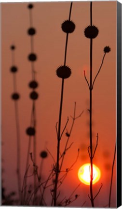 Framed Okavango Delta, Botswana Africa Thistles At Sunset Print