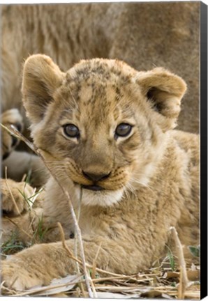 Framed Okavango Delta, Botswana A Close-Up Of A Lion Cub Print