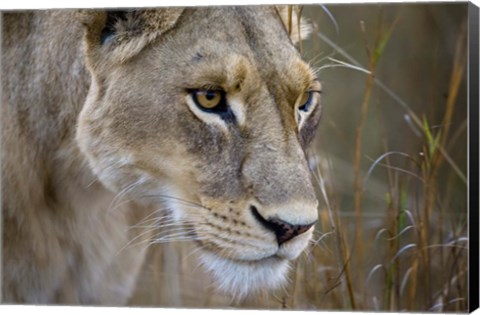 Framed Okavango Delta, Botswana Close-Up Of A Female Lion Print