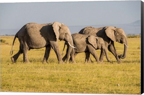 Framed Africa, Kenya, Amboseli National Park, Elephant Print