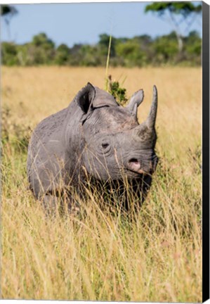 Framed Kenya, Maasai Mara National Reserve, Black Rhinoceros Print