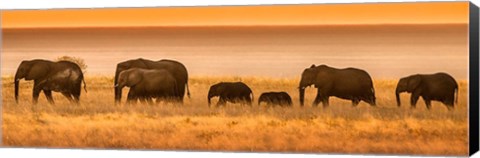 Framed Etosha National Park, Namibia, Elephants Walk In A Line At Sunset Print