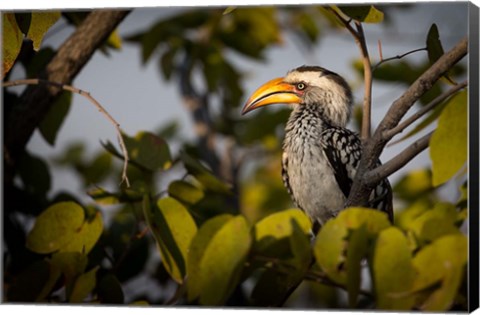 Framed Etosha National Park, Namibia, Yellow-Billed Hornbill Perched In A Tree Print