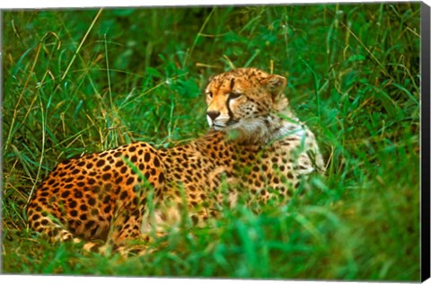 Framed Cheetah Lying In Grass On The Serengeti Print