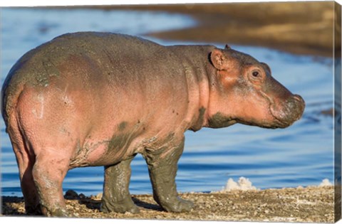 Framed Reddish Very Young Hippo Stands On Shoreline Of Lake Ndutu Print