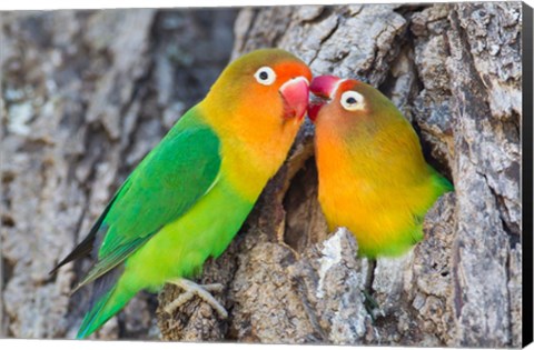 Framed Two Fischer&#39;s Lovebirds Nuzzle Each Other, Tanzania Print