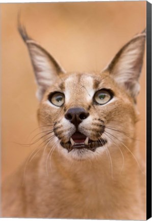 Framed Livingstone, Zambia Portrait Of A Caracal Print